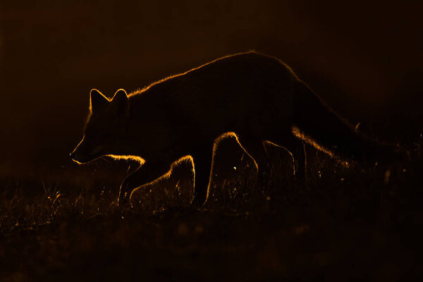Red fox silhouette at night