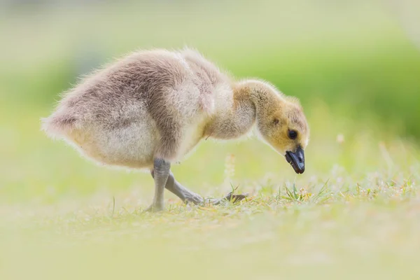 Aranyos kis gosling — Stock Fotó