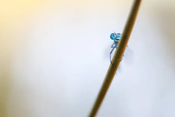 매크로 사진의 damselfly — 스톡 사진