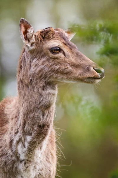 Dančí v přírodě — Stock fotografie