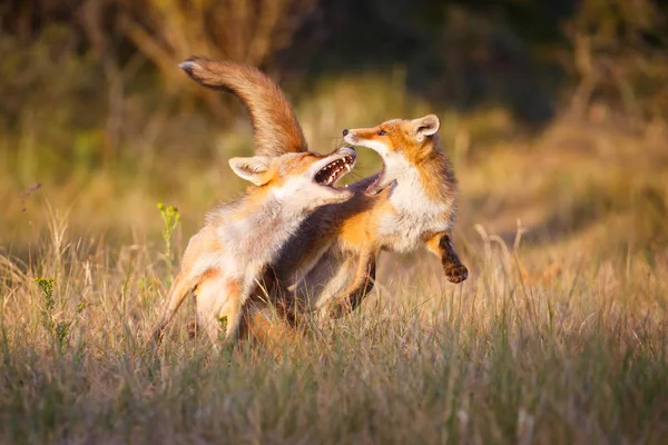 Боевые красные лисы — стоковое фото
