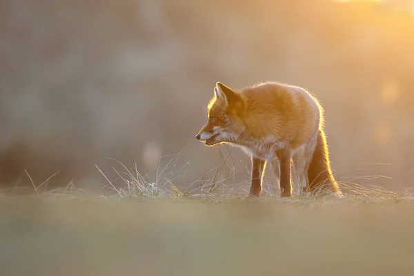 자연계의 붉은 여우 — 스톡 사진