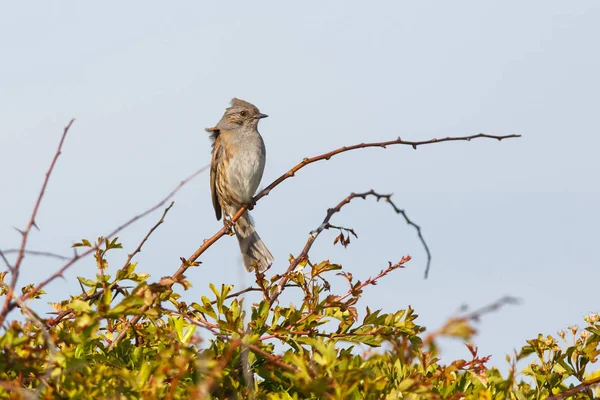 Pássaro-de-pedra comum — Fotografia de Stock