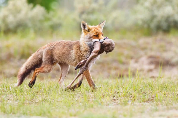 Raposa vermelha com presa — Fotografia de Stock