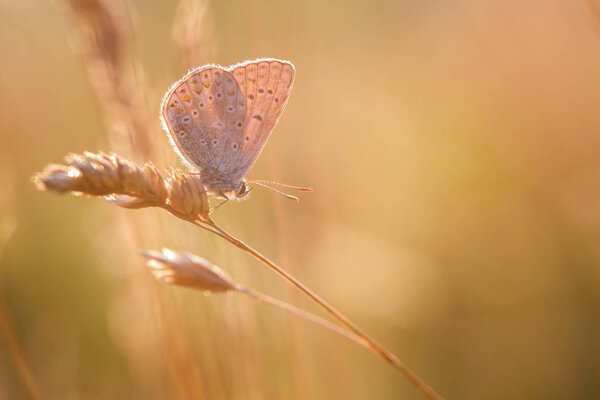 common blue butterfly