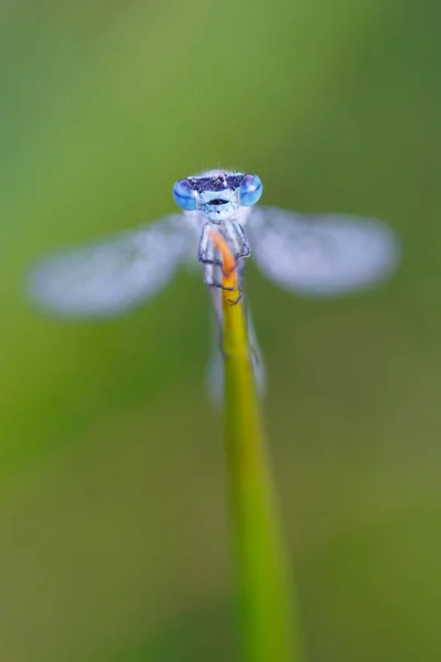 Macro imagem de damselfly — Fotografia de Stock