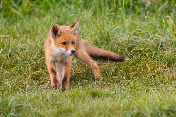 Salvaje zorro rojo cachorro — Foto de Stock