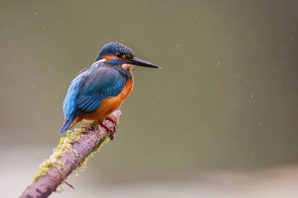 Πουλί Kingfisher σε υποκατάστημα — Φωτογραφία Αρχείου