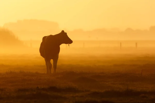 Vache sur un matin brumeux — Photo