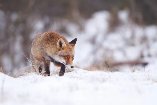 Red fox in the snow — Stock Photo, Image