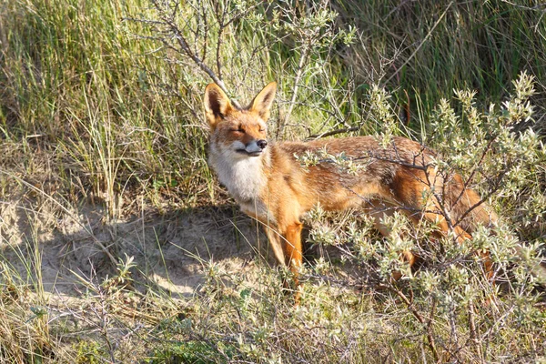 Wild red fox — Stock Photo, Image