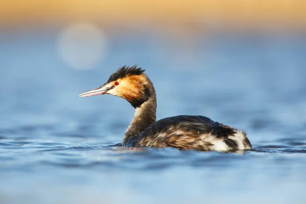 Grande Grebe Crested — Fotografia de Stock