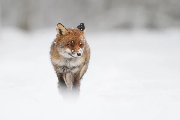 Raposa vermelha na neve — Fotografia de Stock