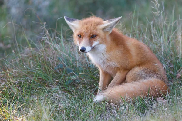 Cucciolo di volpe rossa selvatica — Foto Stock