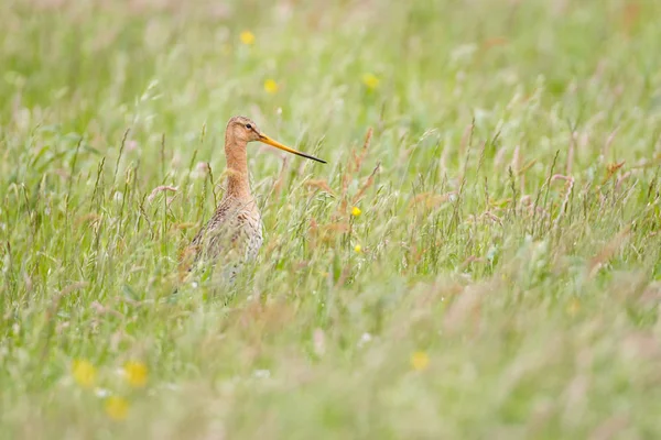 Zwarte tailed godwit — Stockfoto