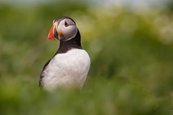 Atlantic puffin bird — Stock Photo, Image