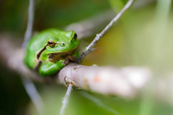 Rana arborícola europea — Foto de Stock