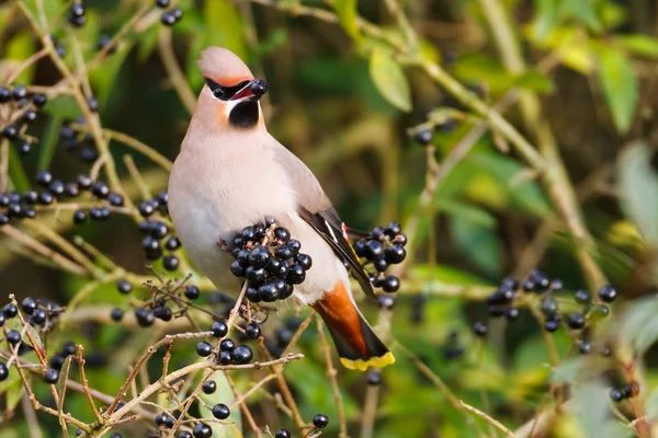 Bohemian Waxwing bird — Stock Photo, Image