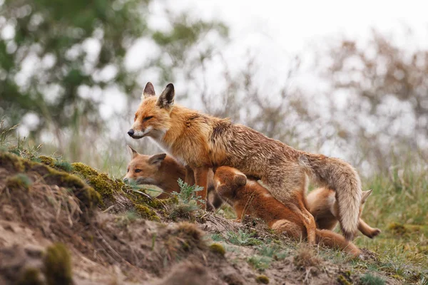 Red fox z cubs — Zdjęcie stockowe