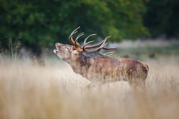 Üvöltő red deer szarvas — Stock Fotó