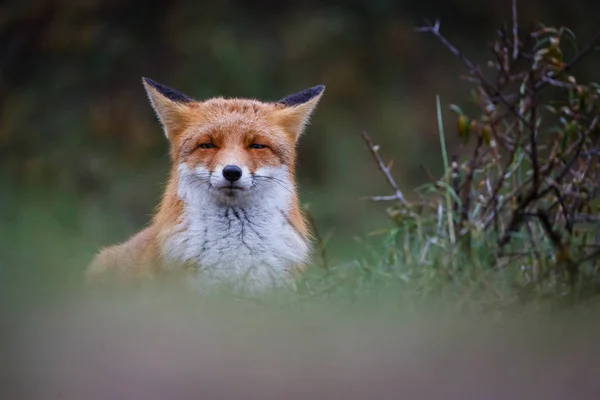 Wild red fox — Stock Photo, Image