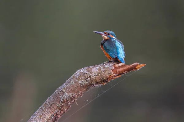 Kingfisher Bird em um ramo — Fotografia de Stock