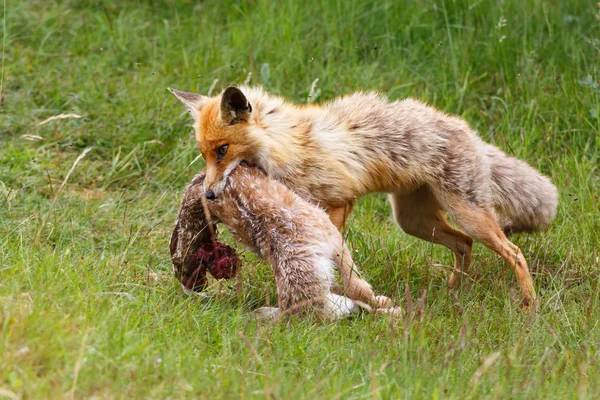 Red fox s kořistí — Stock fotografie