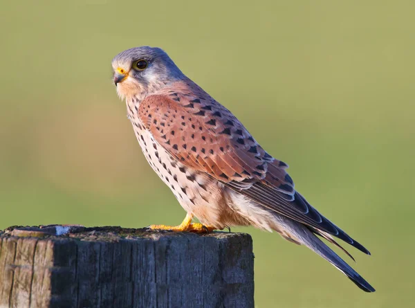 Kestrel bird on a pole — Stock Photo, Image