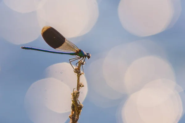 Macro imagem de damselfly — Fotografia de Stock