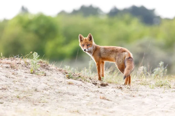 Wild red fox cub — Stock Photo, Image