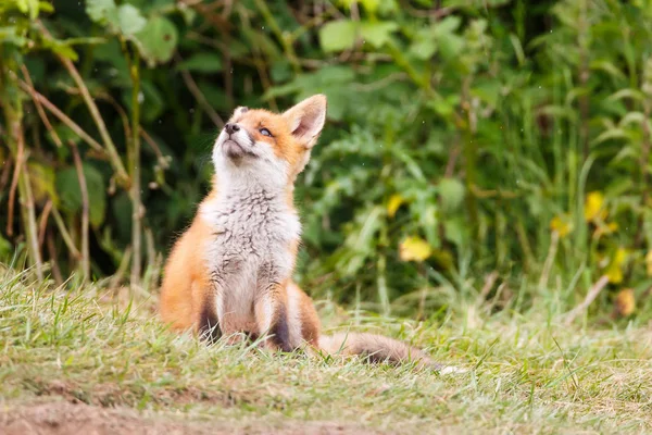Wild red fox cub — Stock Photo, Image