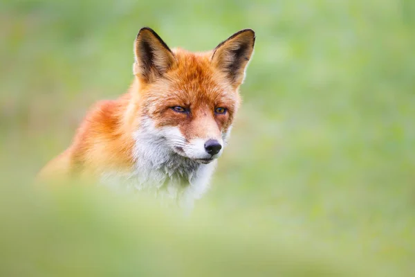 Raposa vermelha selvagem — Fotografia de Stock