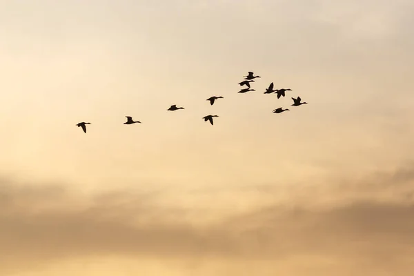 Svanar flyga i himlen — Stockfoto