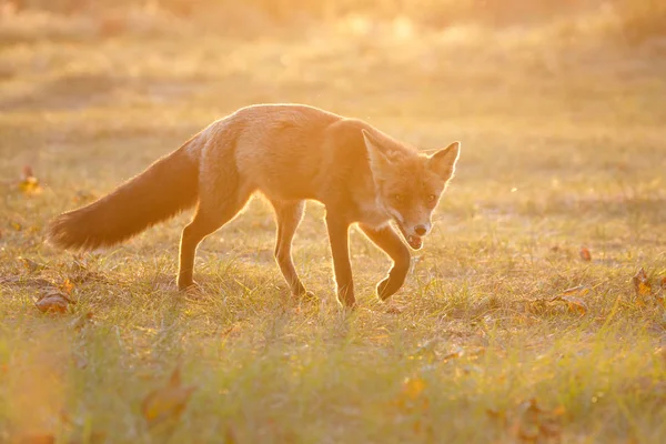 Rode vos op de natuur — Stockfoto