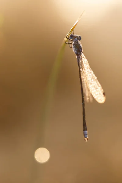 아름 다운 역광 선 가진 damselfly — 스톡 사진