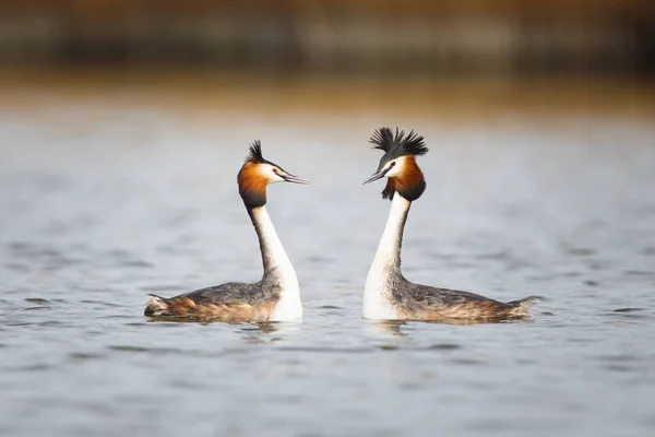 Great Crested Grebes en saison des amours — Photo