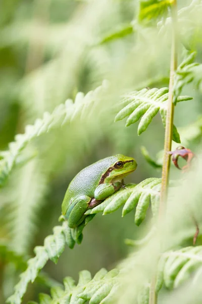 Europese boomkikker — Stockfoto