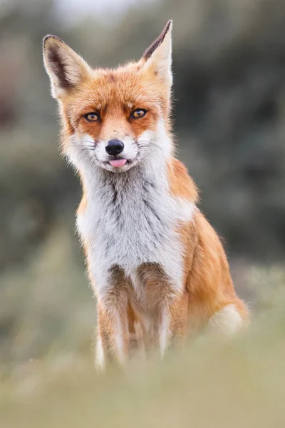 Volpe rossa selvatica — Foto Stock