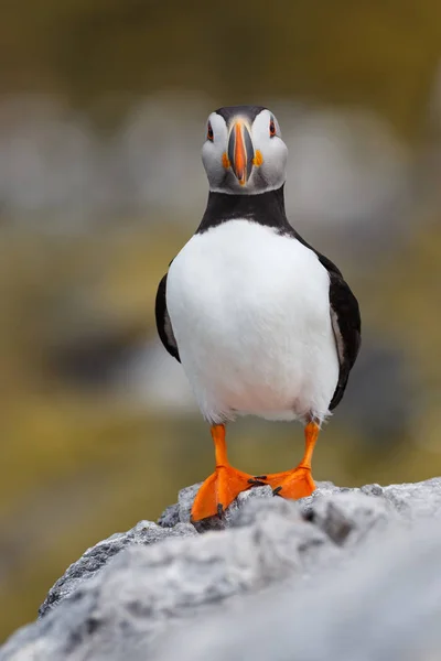 Πουλί Puffin κοντινό πλάνο — Φωτογραφία Αρχείου