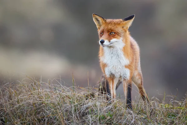 Volpe rossa selvatica — Foto Stock