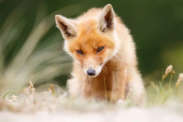 Cucciolo di volpe rossa selvatica — Foto Stock