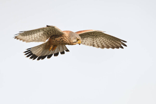 common kestrel in flight