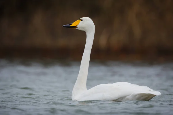 Cygne nageant dans le lac — Photo