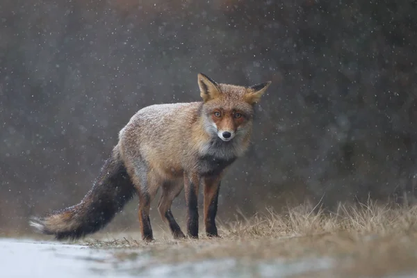 Zorro rojo bajo la lluvia —  Fotos de Stock