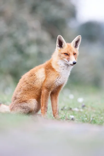 Wild red fox — Stock Photo, Image