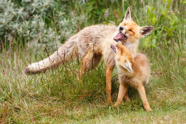 Red fox with cub — Stock Photo, Image