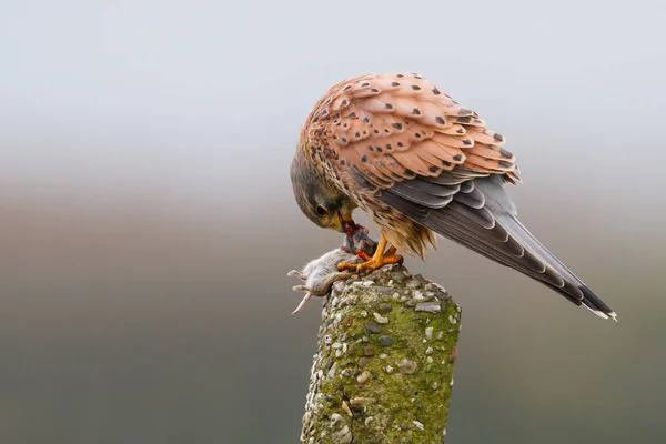 Kestrel bird with mouse — Stock Photo, Image