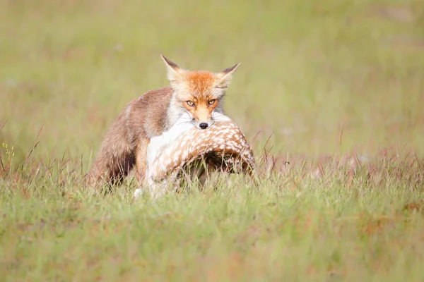 Red fox with prey — Stock Photo, Image