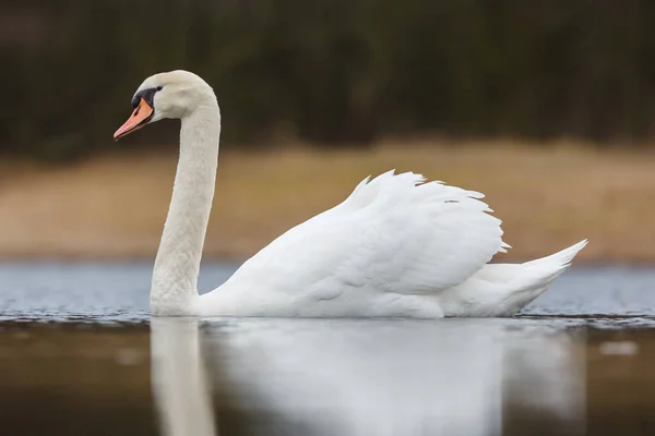 Oiseau cygne muet — Photo