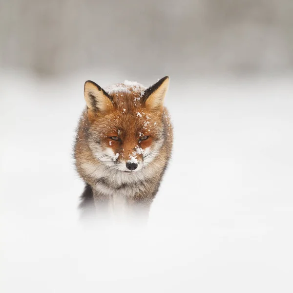 Красный лис в снегу — стоковое фото